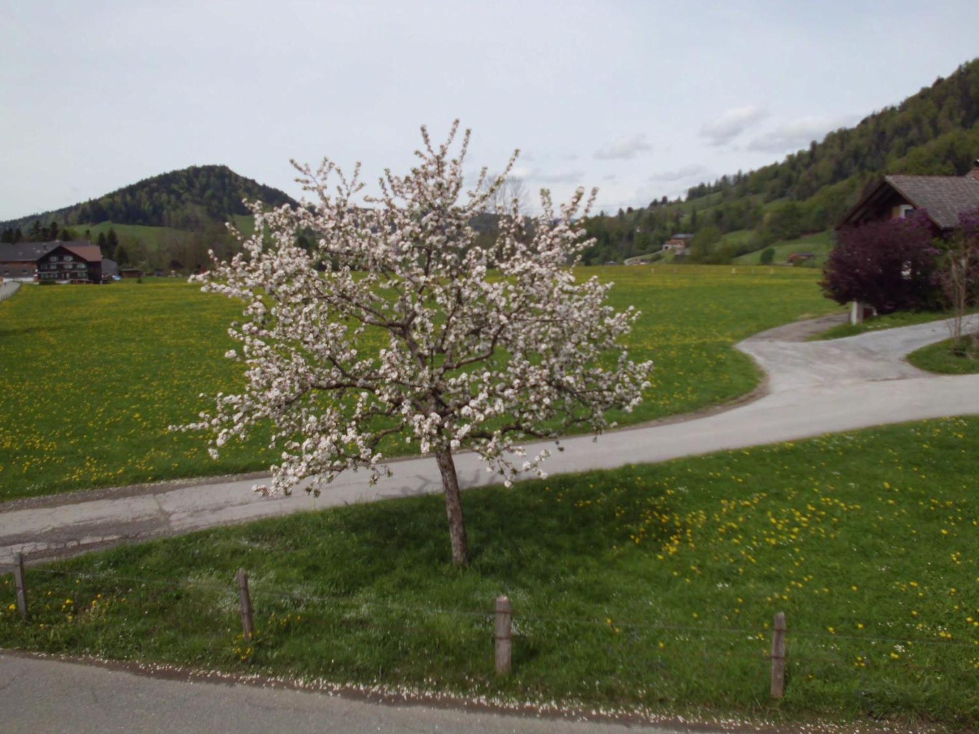 Ferienwohnung Annele Hittisau Luaran gambar